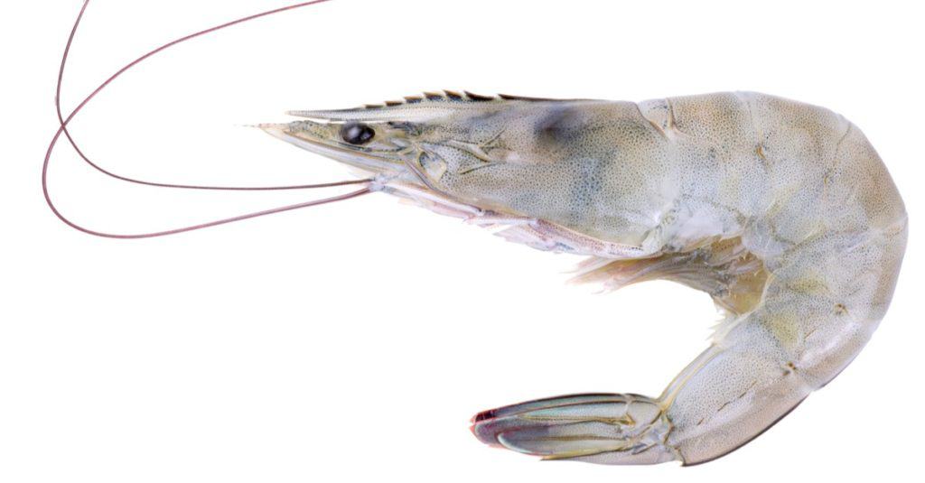 Shrimp are commonly found under the Sidney Lanier Bridge.