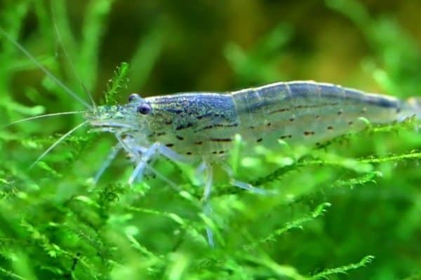 Yamato shrimp on java moss in a planted aquarium.