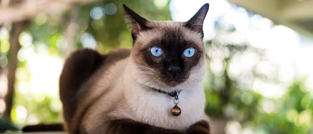 Eight mind-blowing facts about cats, according to science - BBC