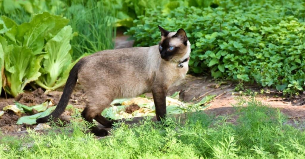 Portrait of blue-eyed Siamese cat hunting in a green garden.