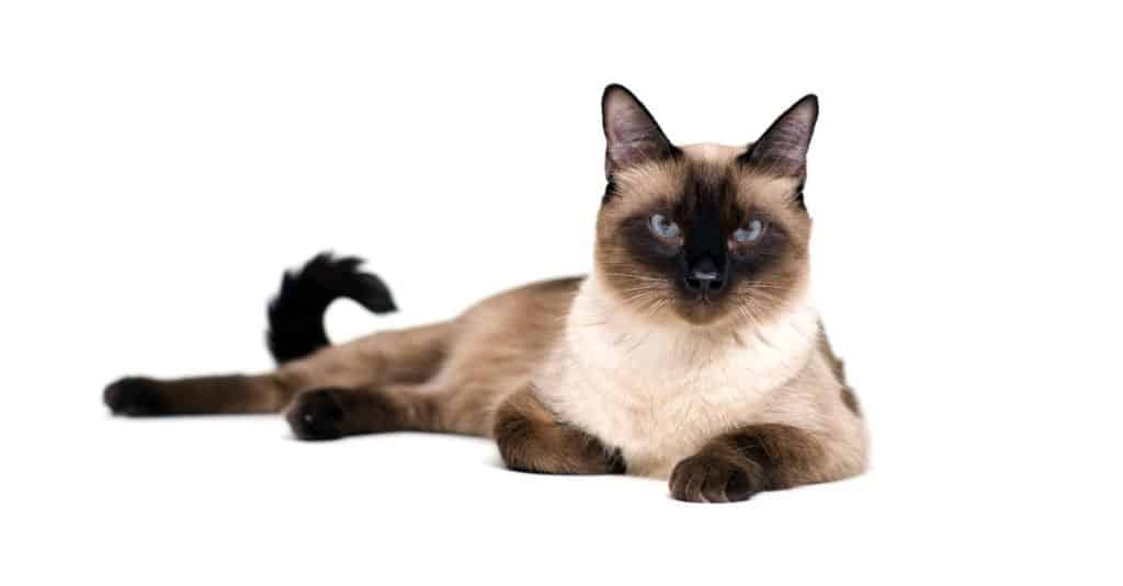 Purebred, cute Siamese cat lying on a white background, studio shot.