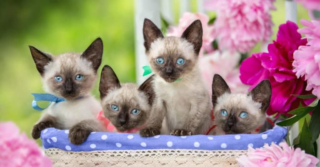 Four Siamese kittens are sitting in a basket on a background of flowers