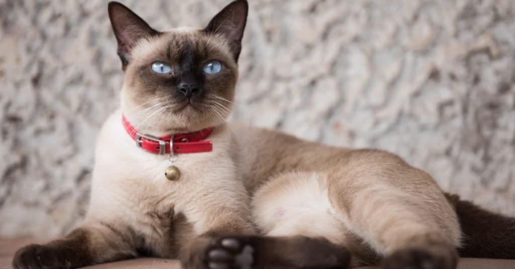 Siamese cat lying on a table.
