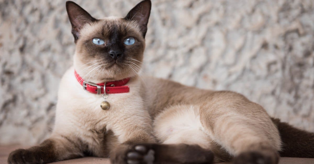 Ragdoll vs Siamese: What are the Differences? - AZ Animals