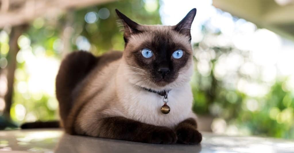 Siamese cat resting on the floor.