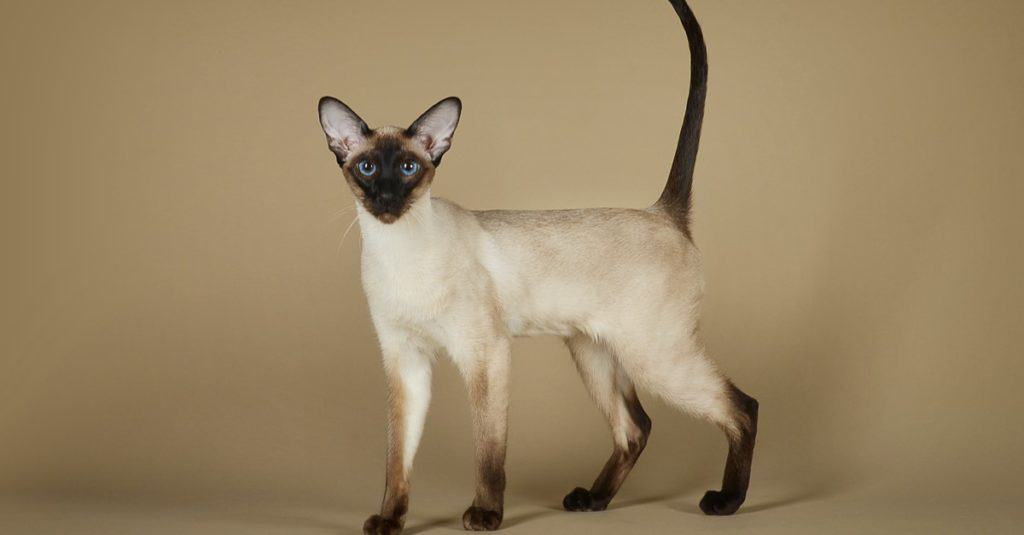 Oriental Siamese cat standing in the studio.