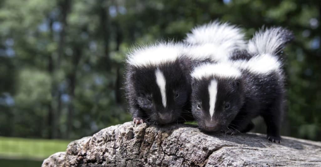 Pair of baby skunks, side by side, on a fallen log.