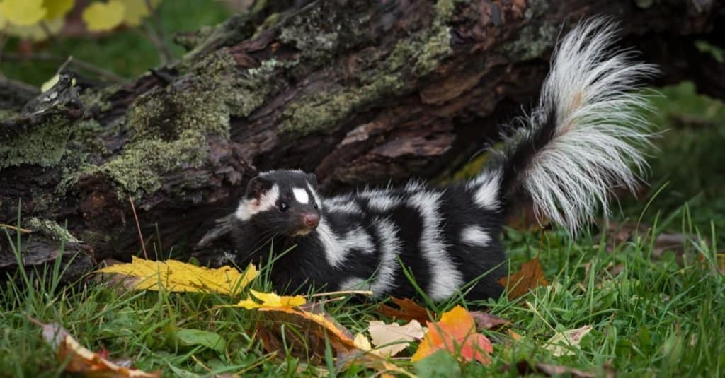 Eastern Spotted Skunk (Spilogale putorius) tail lifted near log.