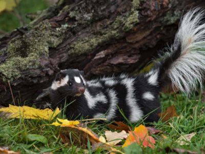 A Spotted Skunk