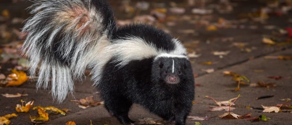 Skunks do not fully hibernate in the winter, instead they go into a state known as "torpor"