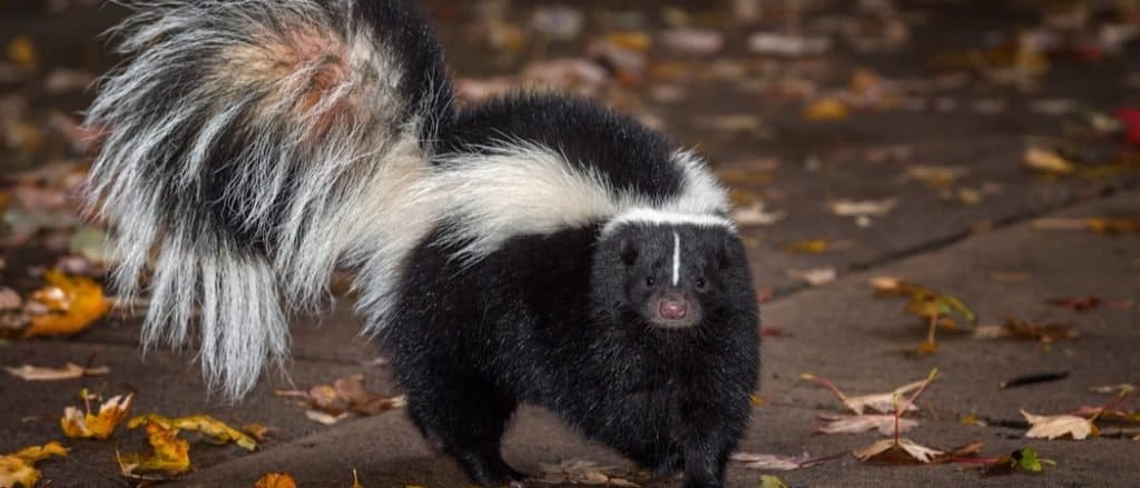 Striped Skunk (Mephitis mephitis)