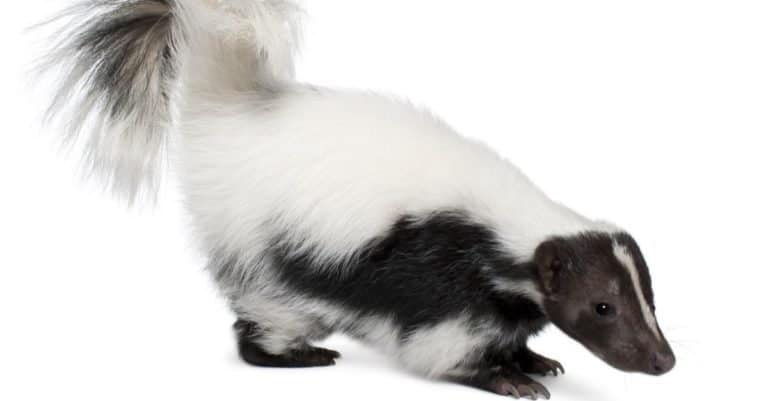 Striped Skunk, Mephitis mephitis, 5 years old, standing in front of white background