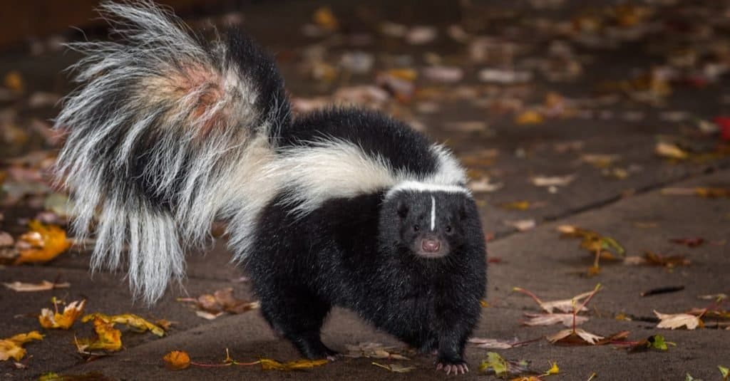 Striped Skunk (Mephitis mephitis) on a path