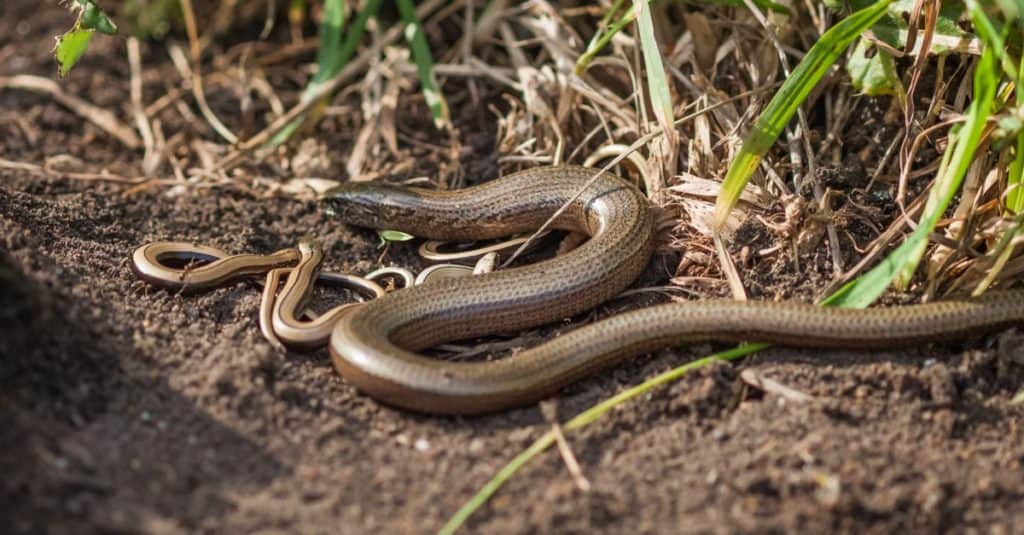 Adult Slow worm (Anguis fragilis) with young babies among dirt and scrub