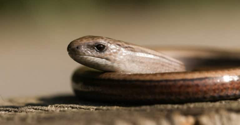 A beautiful Slow worm (Anguis fragilis) sunning itself on a wooden stump in a woodland glade.