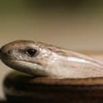 Slow worm