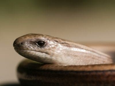 A Slow Worm