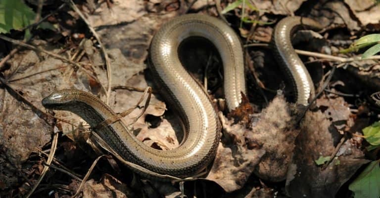 Slow worm lying amongst leaves on the forest floor