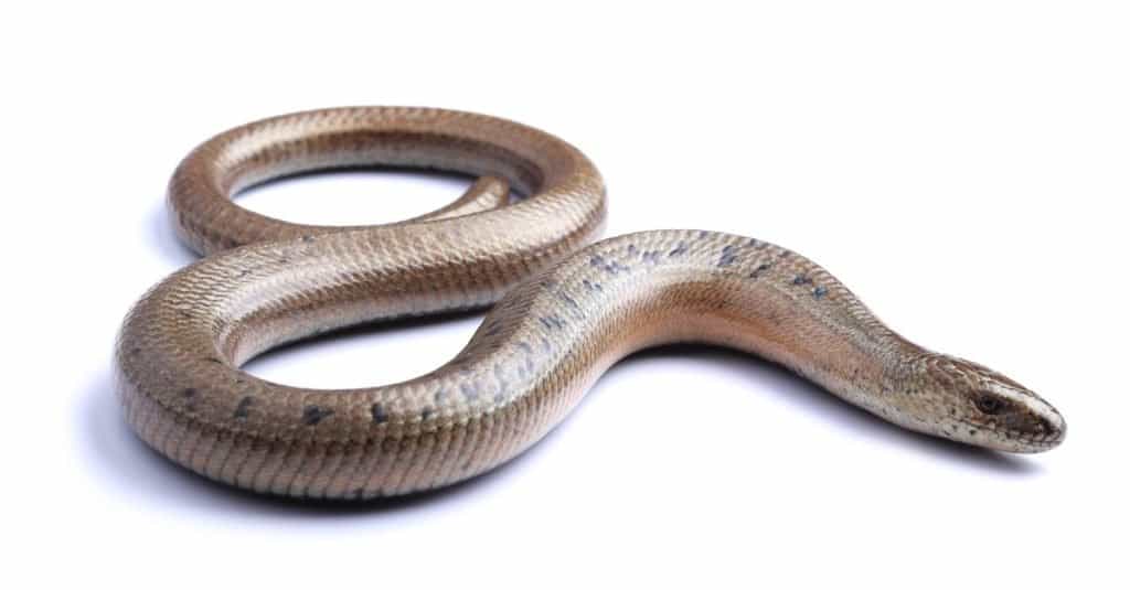 Slow worm isolated on white background