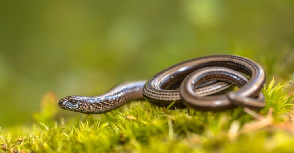 Slow worm (Anguis fragilis) on moss in a forest of Dolomites, Italy