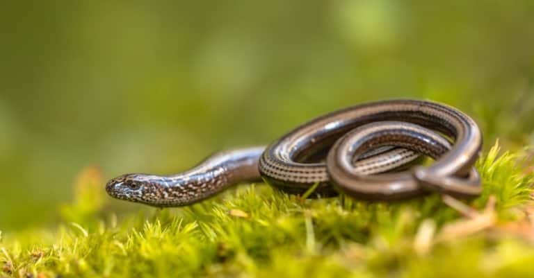 Slow worm (Anguis fragilis) on moss in a forest of Dolomites, Italy