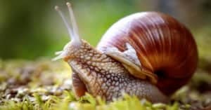 The 9 Largest Snails In The World Picture