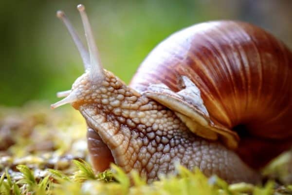 Roman snail, Burgundy snail, edible snail or escargot, is a species of large, edible, air-breathing land snail, a terrestrial pulmonate gastropod mollusk in the family Helicidae