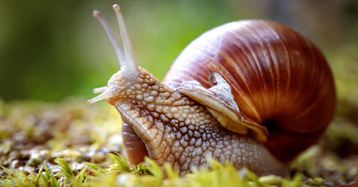 Roman snail, Burgundy snail, edible snail or escargot, is a species of large, edible, air-breathing land snail, a terrestrial pulmonate gastropod mollusk in the family Helicidae