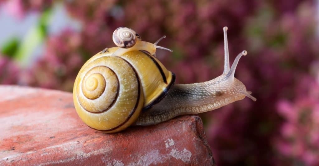 Closeup af a Yellow and Black banded Snail carrying a tiny snail on her back