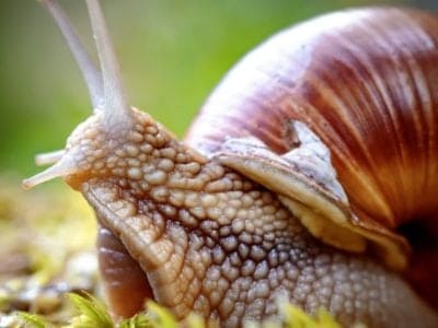 Snail Picture