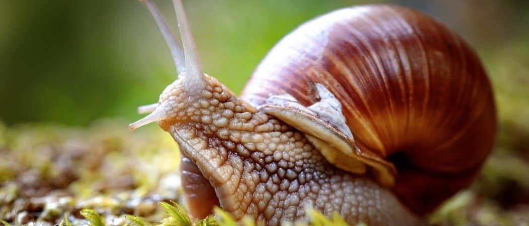 Snail Animal Facts | Achatinoidea - AZ Animals