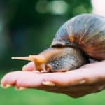 A human hand holds an African snail in the palm in the street in the summer. 