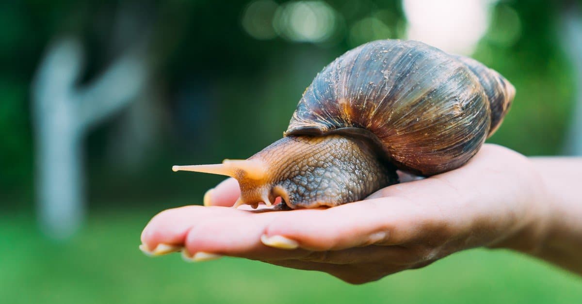 A human hand holds an African snail in the palm in the street in the summer.