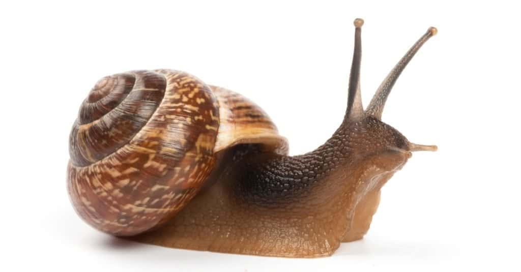 Garden snail isolated on white background