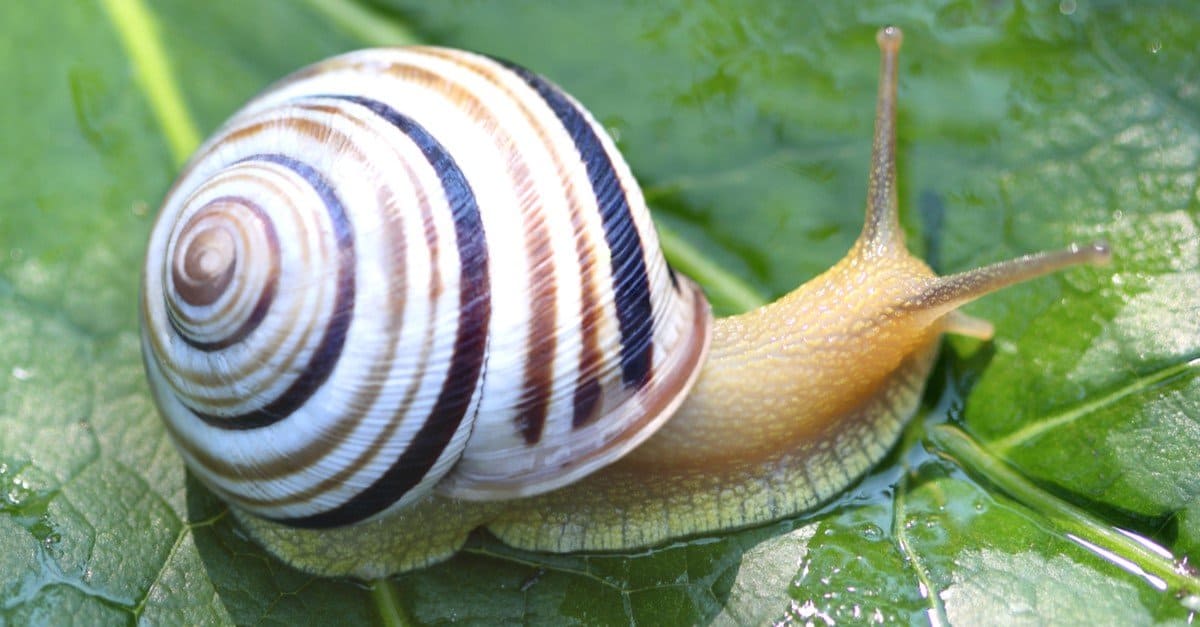 A beautiful multi-colored snail in the garden after the rains.