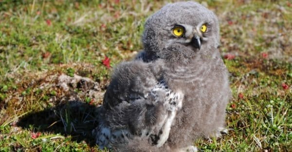 10 Notable Facts About Snowy Owls - A-Z Animals