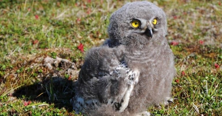 Snowy owl chick (Bubo scandiacus) is sitting on the grass