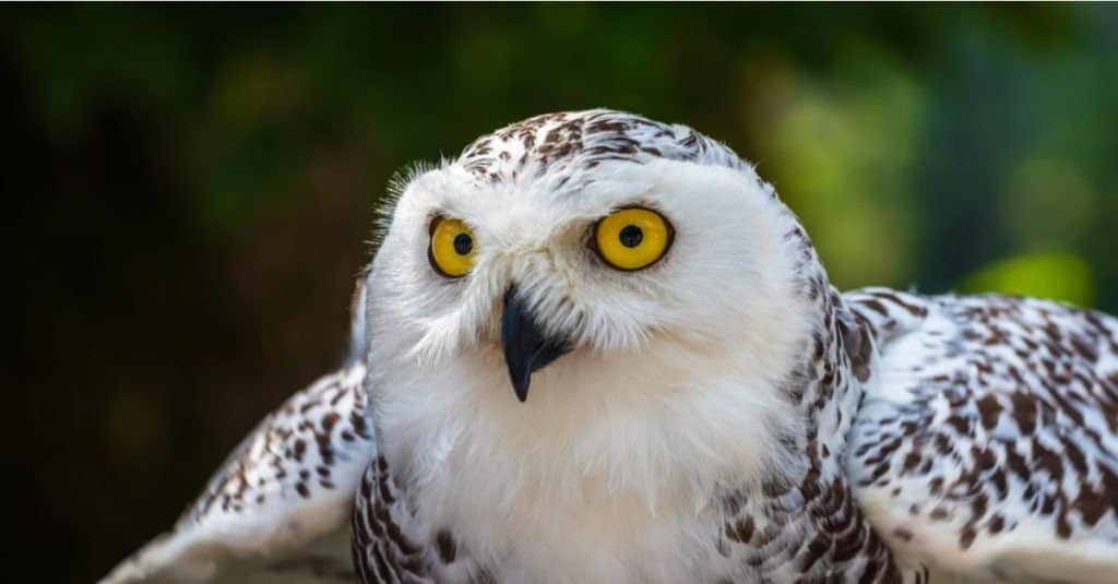 Detail of Head of Snowy Owl with Yellow Eyes - Bubo scandiacus