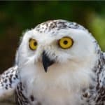 Snowy owl