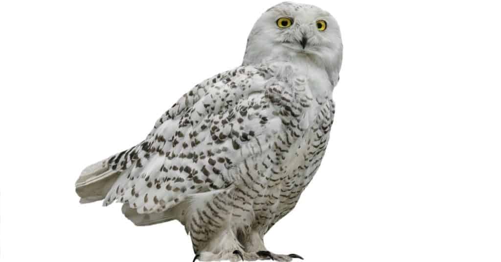 Snowy owl isolated on a white background