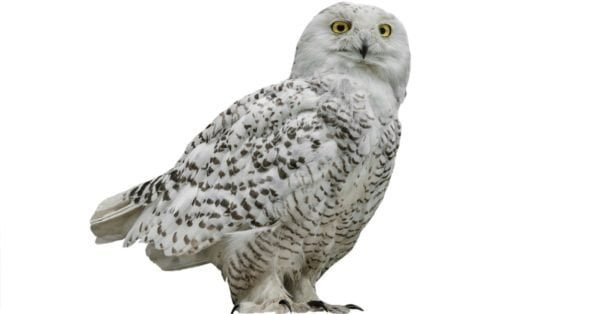 10 Notable Facts About Snowy Owls - A-Z Animals