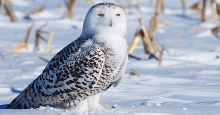 Snowy Owl on snow field
