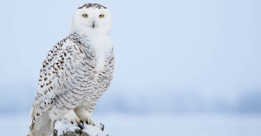 Snowy Owl, Bubo scandiacus, perched on a post