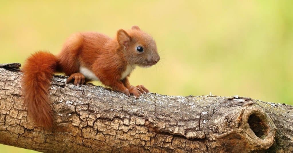 Little baby squirrel