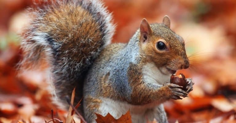 Squirrel sitting in the Autumn leaves with an acorn