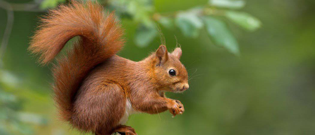 Squirrel Animal Facts - AZ Animals