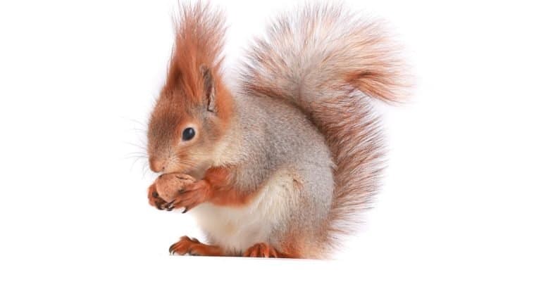 Squirrel holds a walnut on a white background