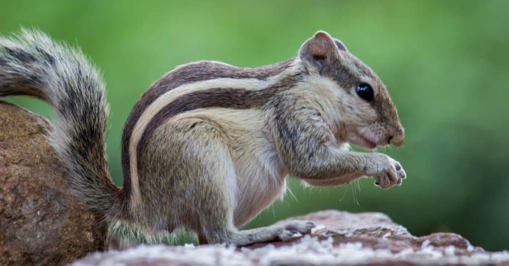 Squirrel sitting on the ground