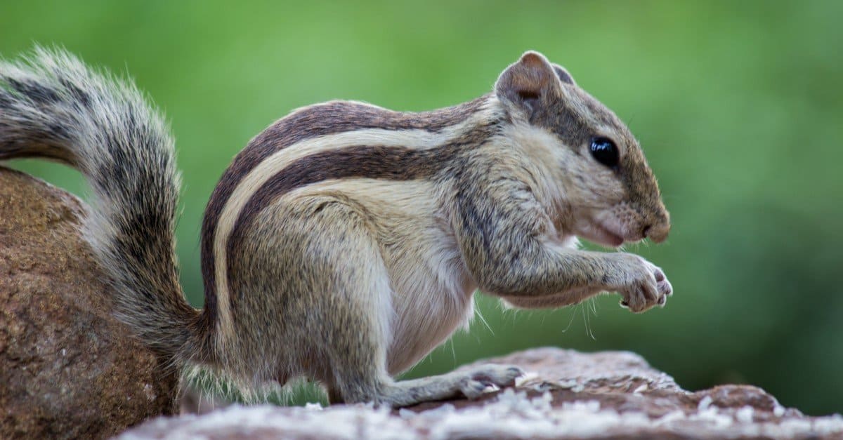 Squirrel Animal Facts AZ Animals