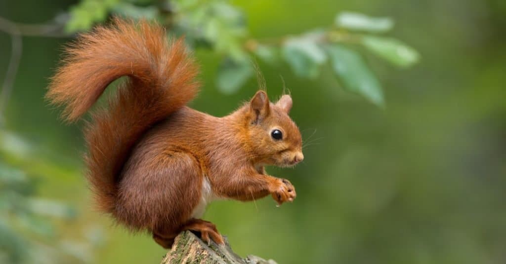 Red Squirrel sitting with nut